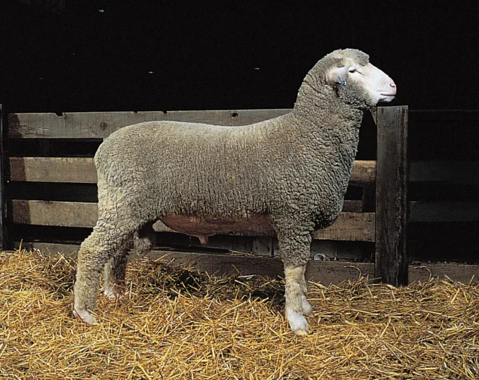 Sheep - Image 7