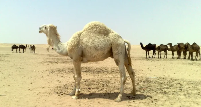 Camels - Image 12