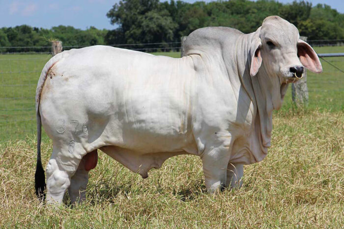 Cattle (Beef Cattle) - Image 13