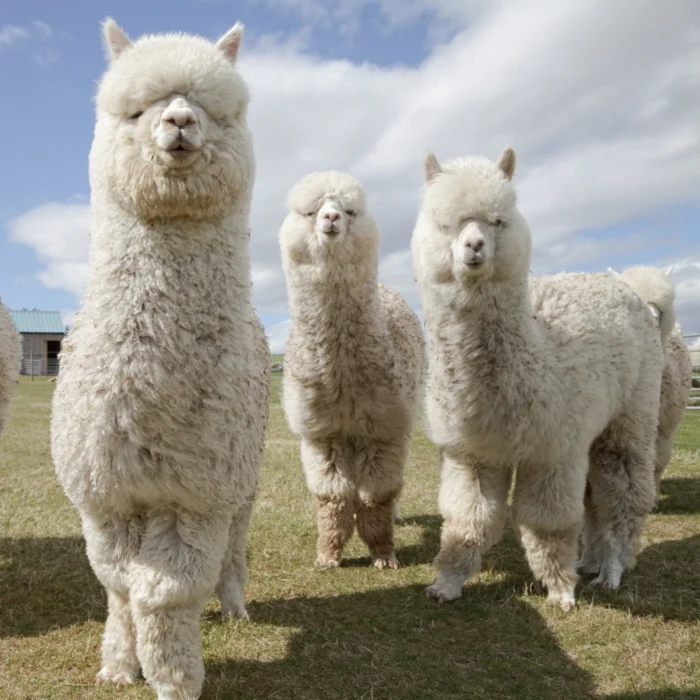 Alpacas - Image 11