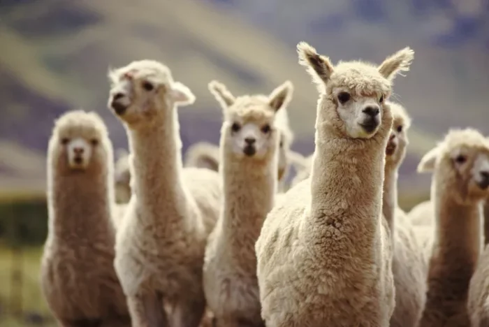 Alpacas - Image 12