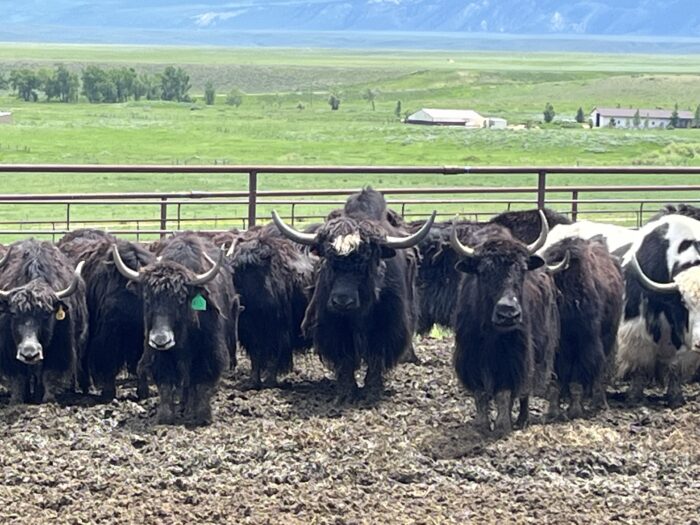 Yaks - Image 5
