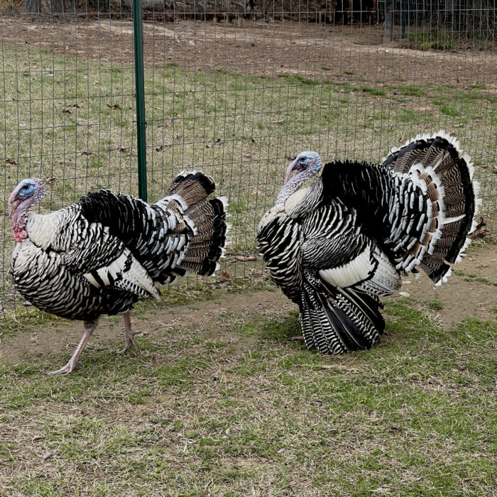 Turkeys - Image 9
