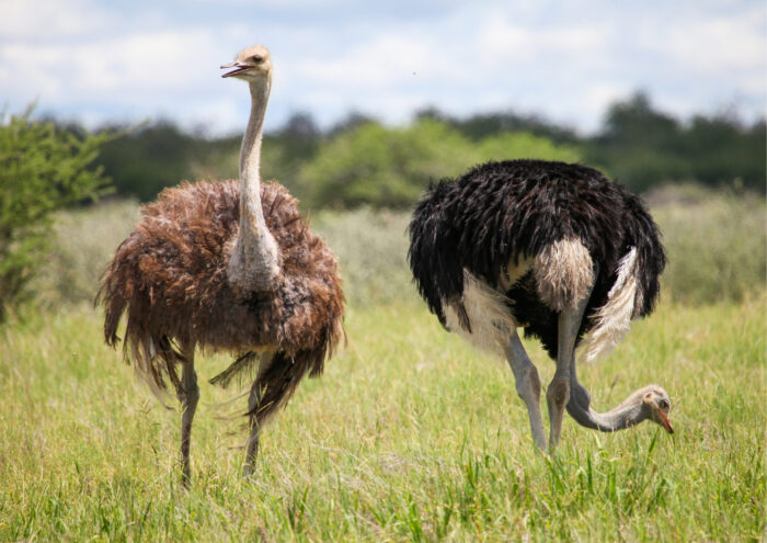 Ostriches - Image 7