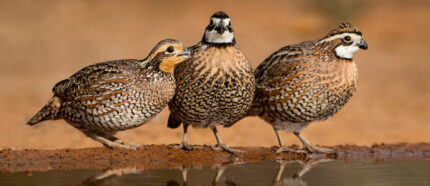 Quail
