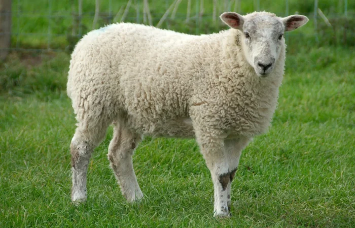 Sheep - Image 13