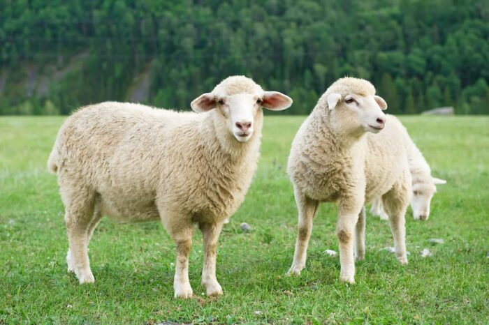 Sheep - Image 14