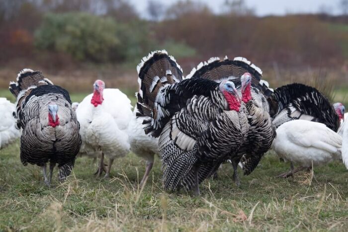 Turkeys - Image 12
