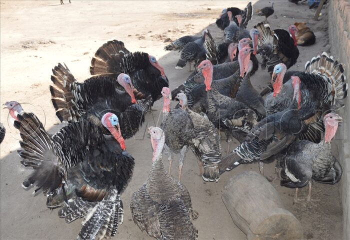 Turkeys - Image 14