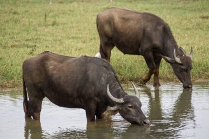 Buffalo (Water Buffalo)
