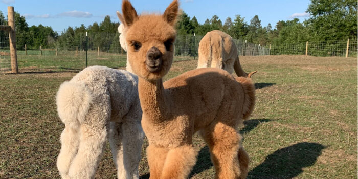 Alpacas - Image 14