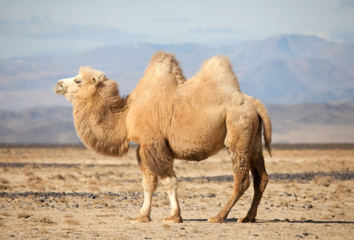 Camels - Image 4