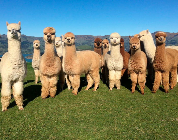 Alpacas