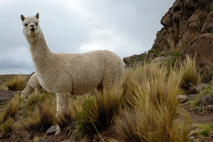 Alpacas - Image 6