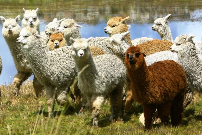 Alpacas - Image 9