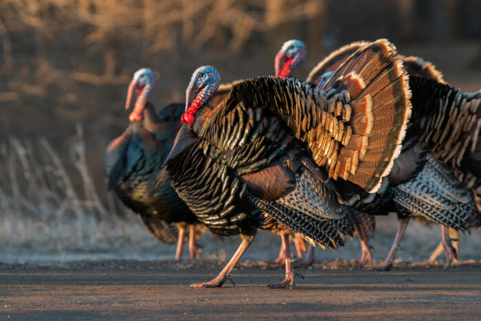 Turkeys