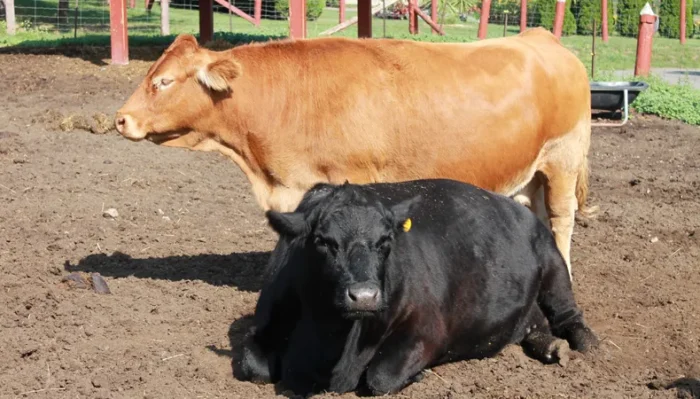 Cattle (Beef Cattle) - Image 9