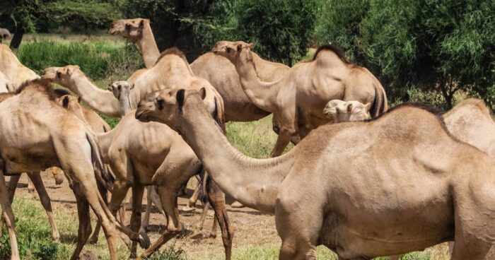 Camels - Image 7