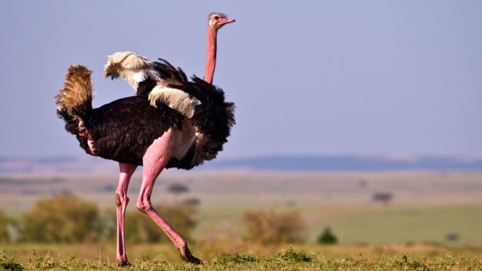 Ostriches - Image 5
