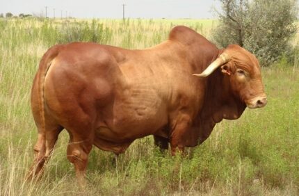 Cattle (Beef Cattle)
