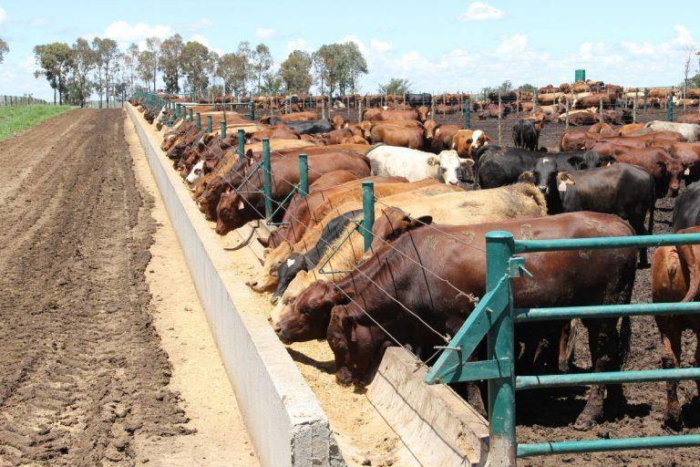 Cattle (Beef Cattle) - Image 11