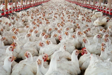 Broiler Chickens