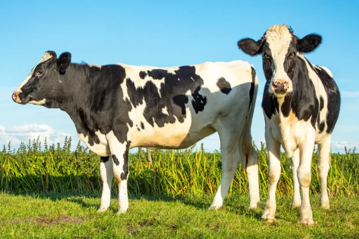 Cattle (Beef Cattle) - Image 12