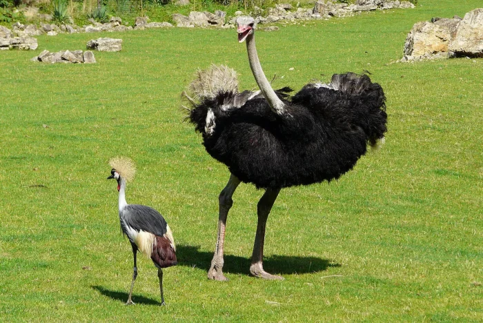 Ostriches - Image 6