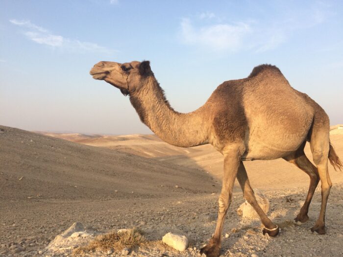 Camels - Image 8