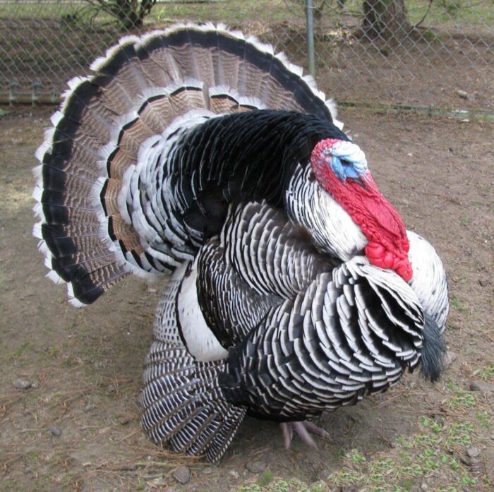 Turkeys - Image 7