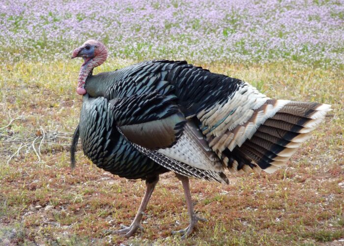 Turkeys - Image 8