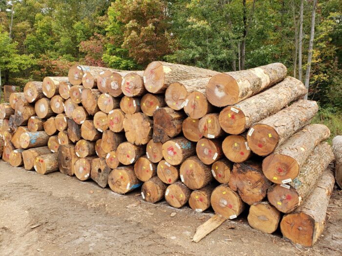 Hard Logs - Image 4