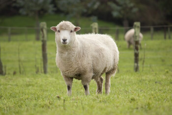 Sheep - Image 12