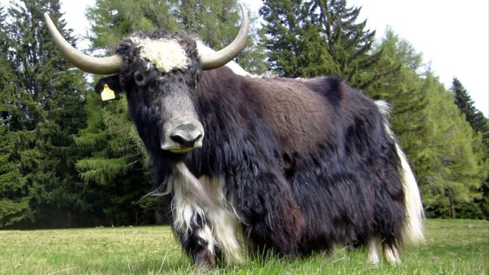 Yaks - Image 6
