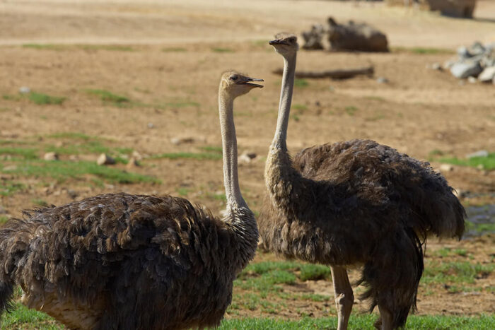 Ostriches - Image 8