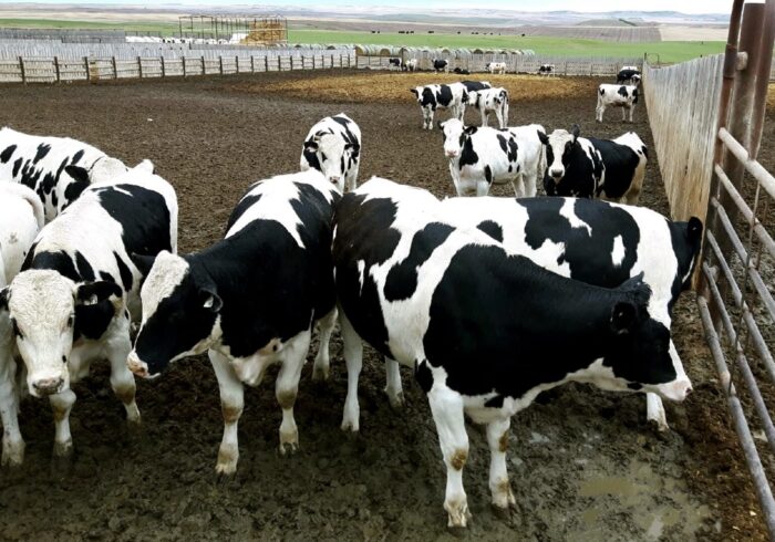 Cattle (Beef Cattle) - Image 18