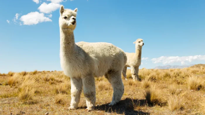 Alpacas - Image 13