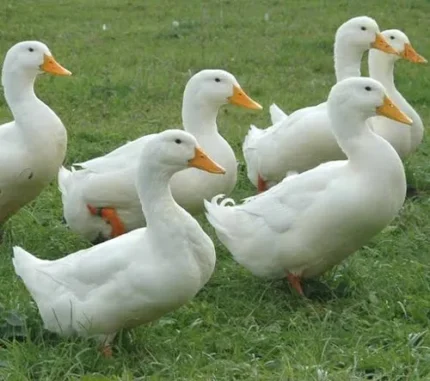 Ducks