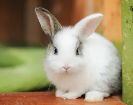 Rabbits