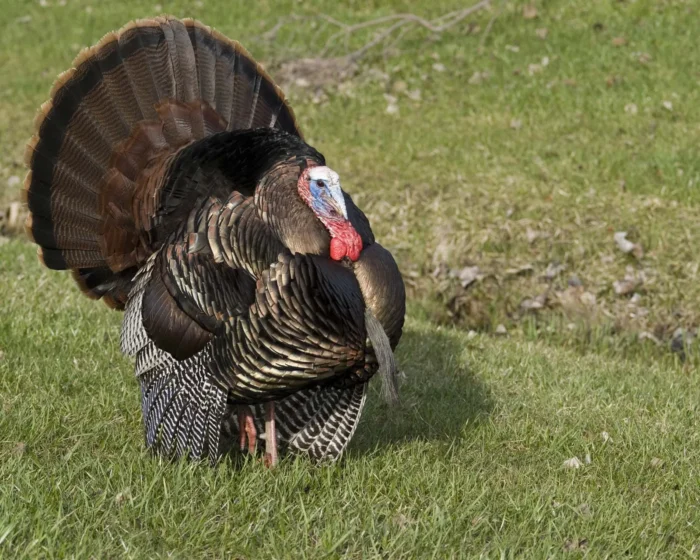 Turkeys - Image 13