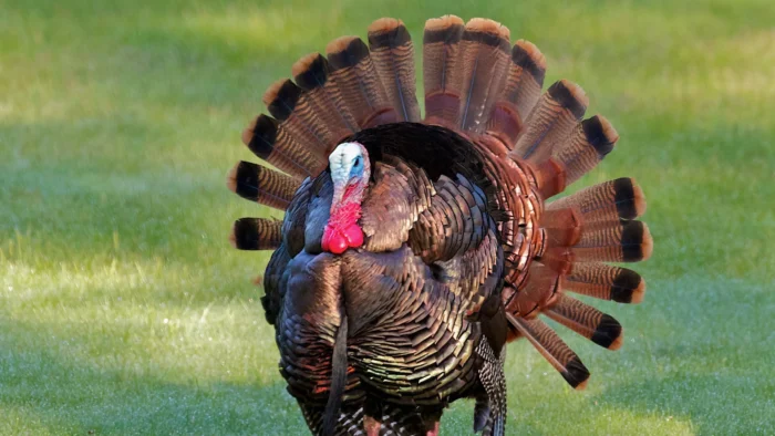 Turkeys - Image 16