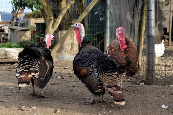 Turkeys - Image 15