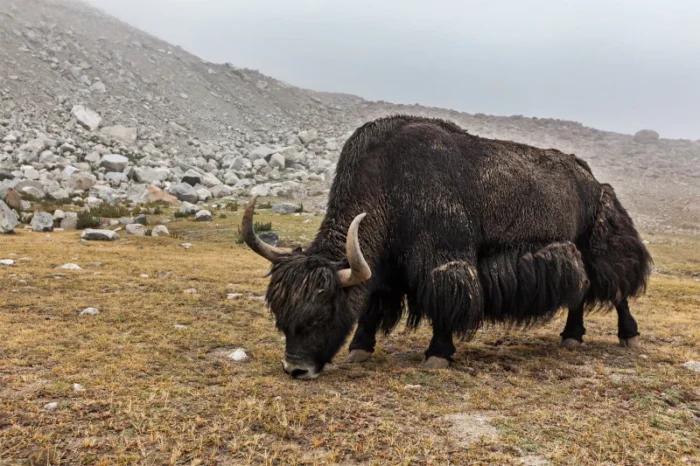 Yaks - Image 13