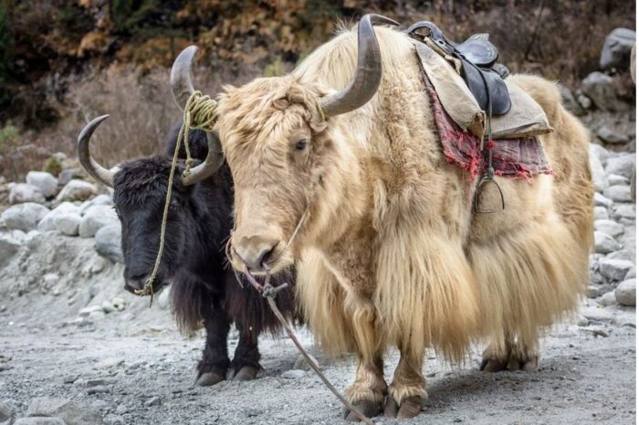 Yaks - Image 9