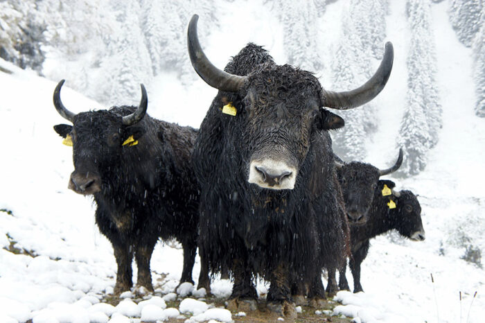 Yaks