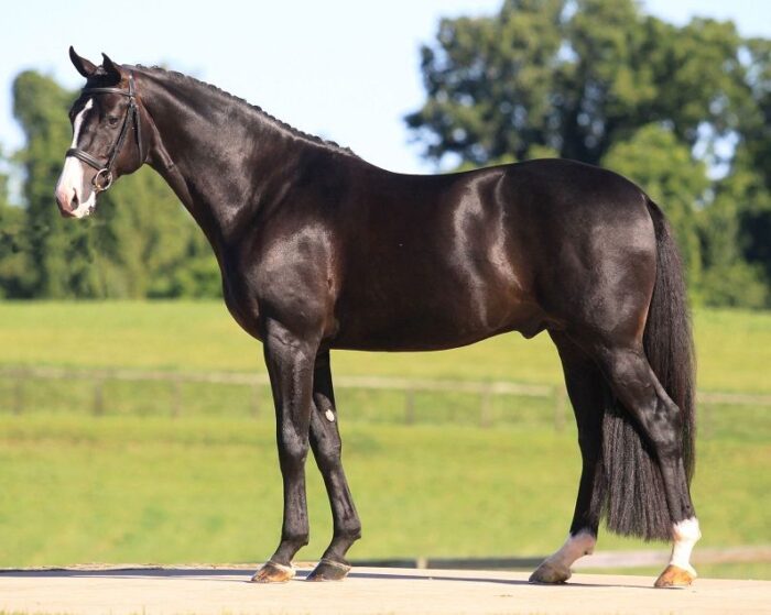 Hanoverian Horse - Image 3