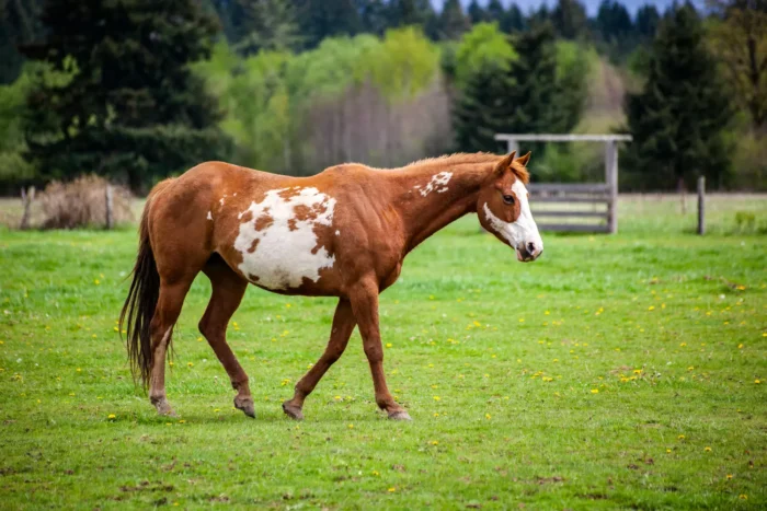 Paint Horse - Image 3
