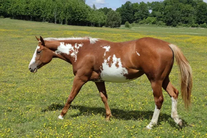 Paint Horse - Image 4