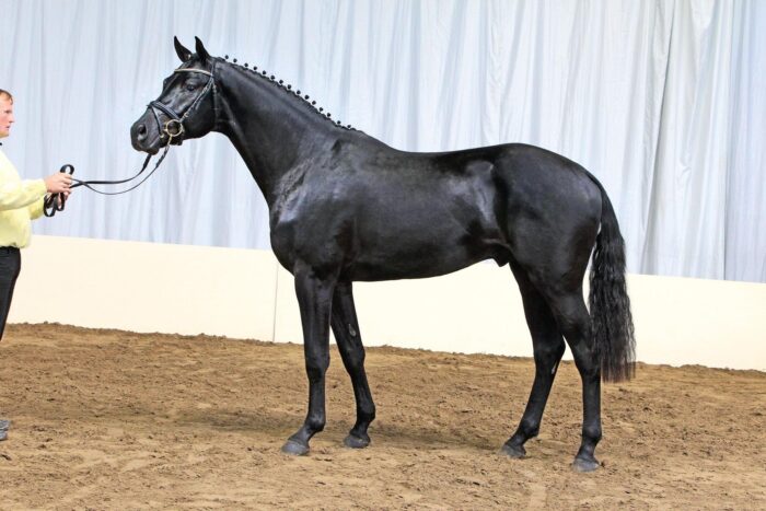 Hanoverian Horse - Image 4