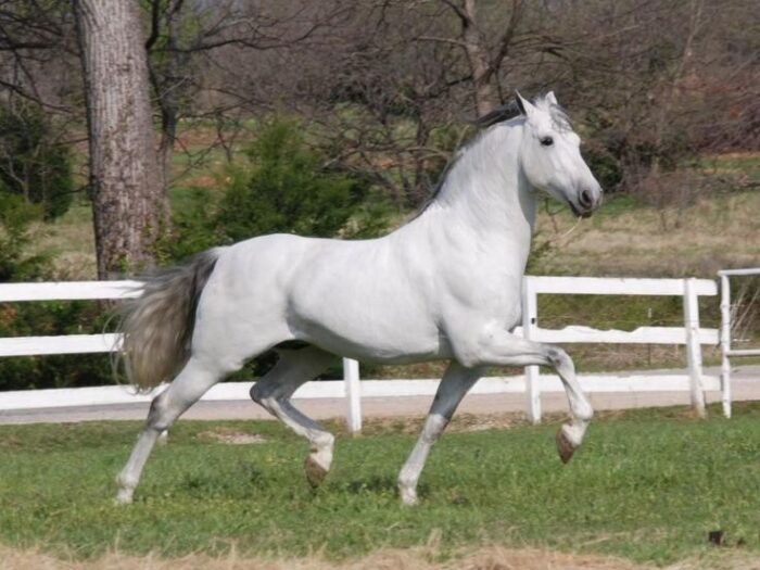 Andalusian Horse - Image 2